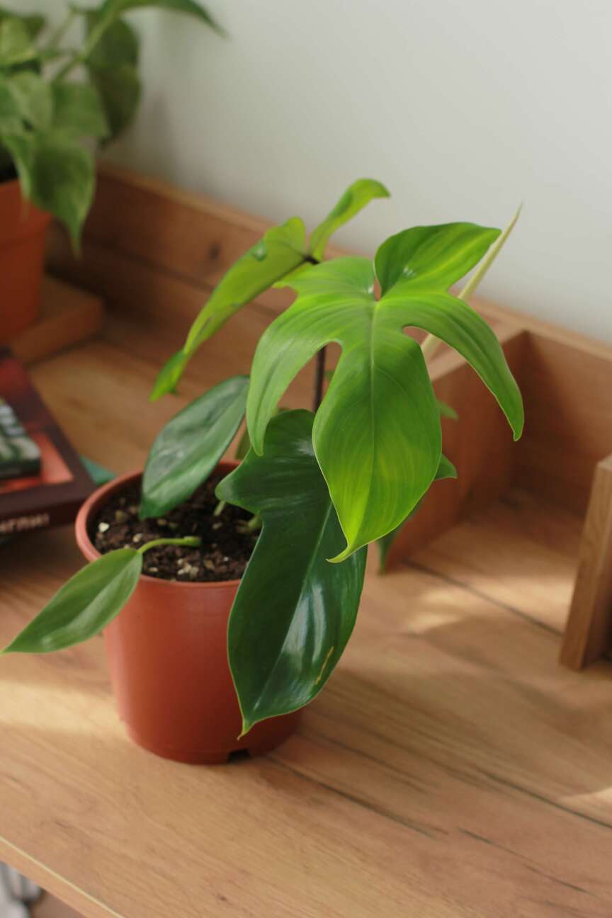 Филодендрон Грин бьюти