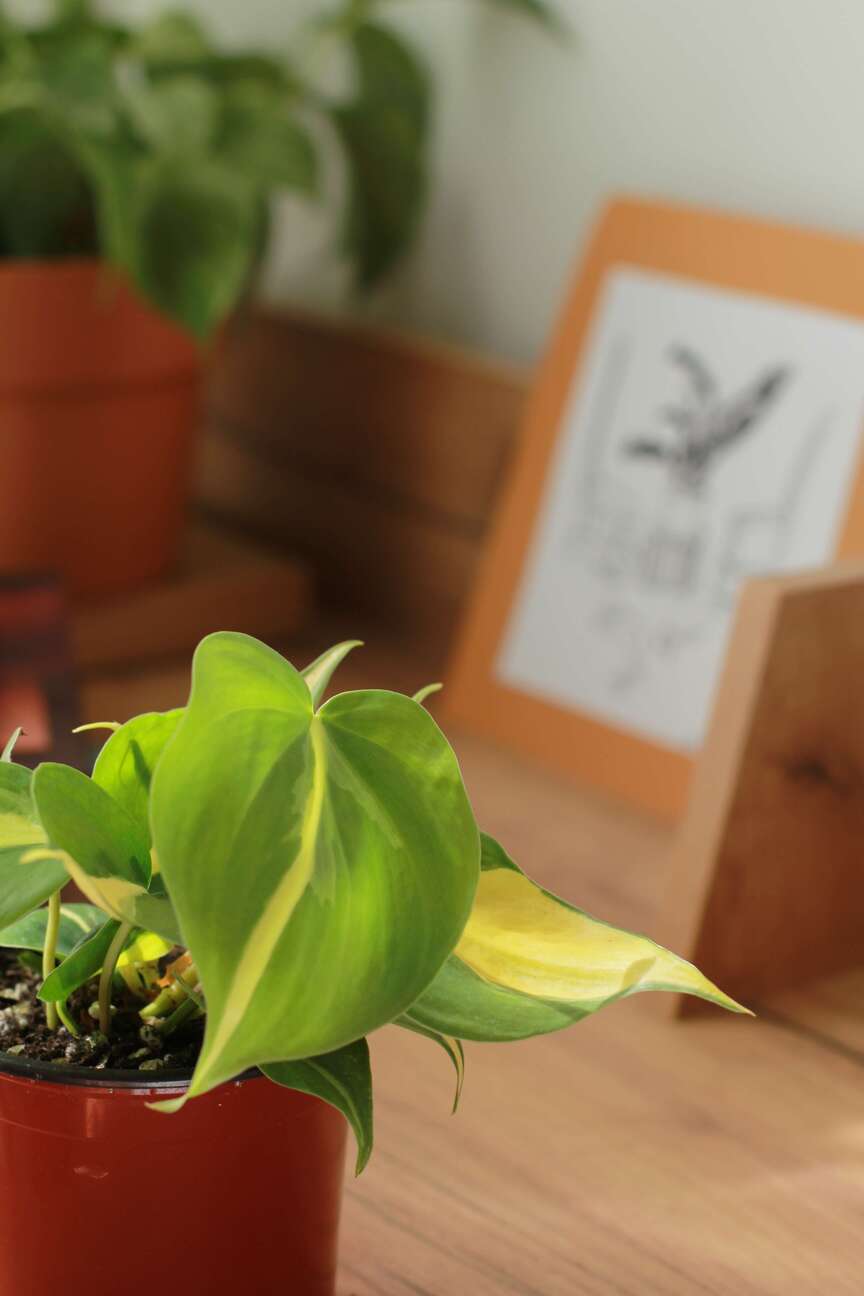 Филодендрон Бразил
