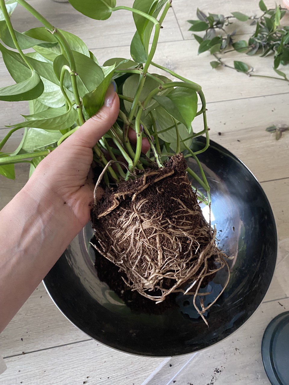 Выездной уход "Зеленая помощь"