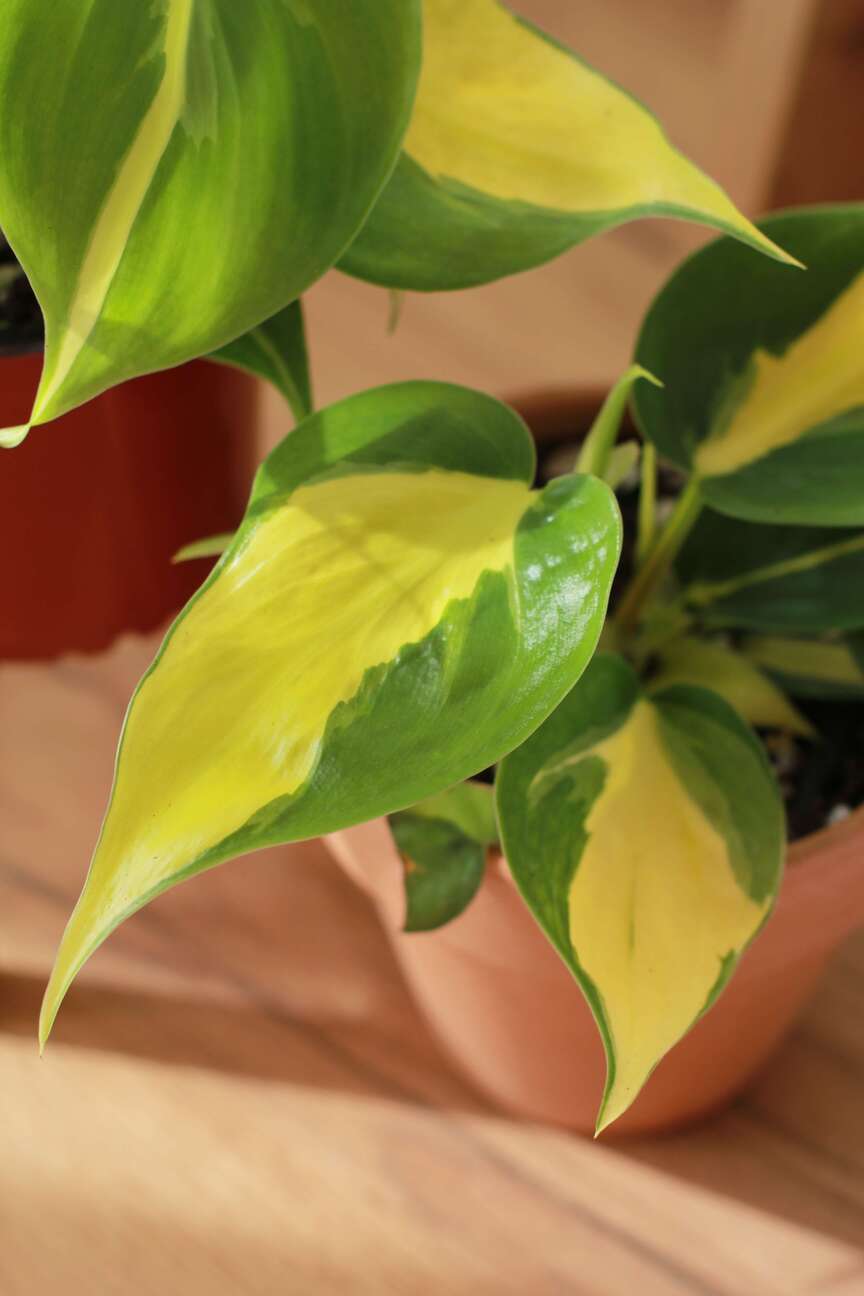 Филодендрон Бразил