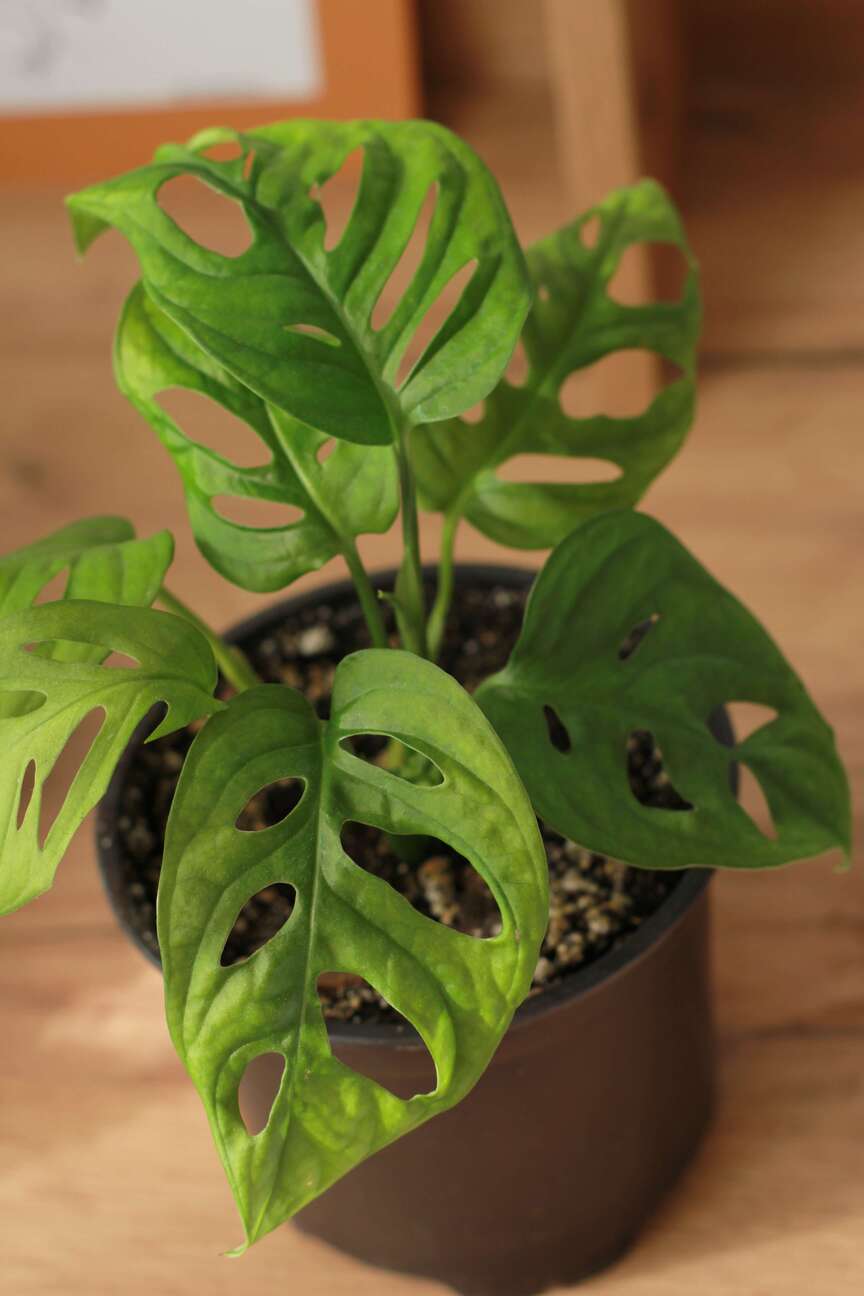 Монстера Манки