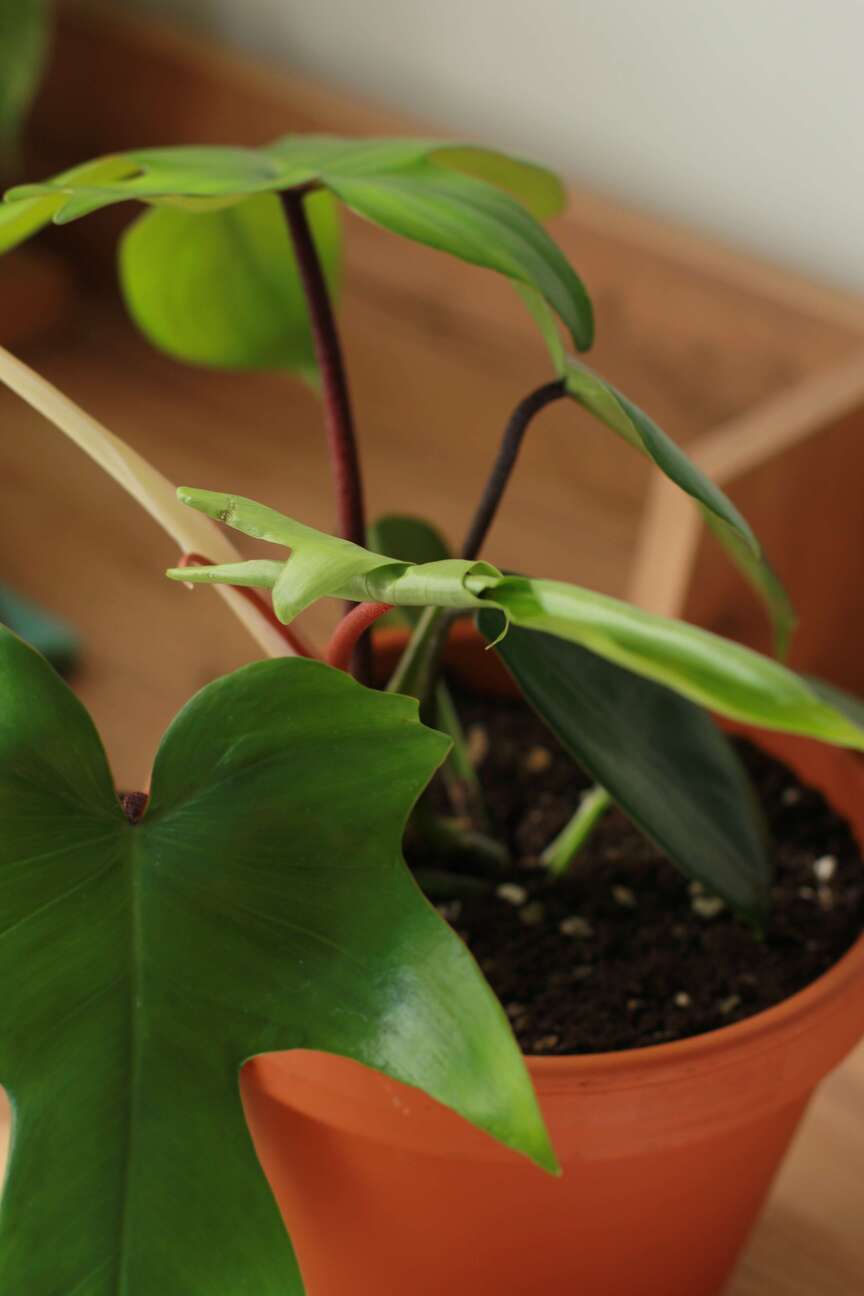 Филодендрон Грин бьюти