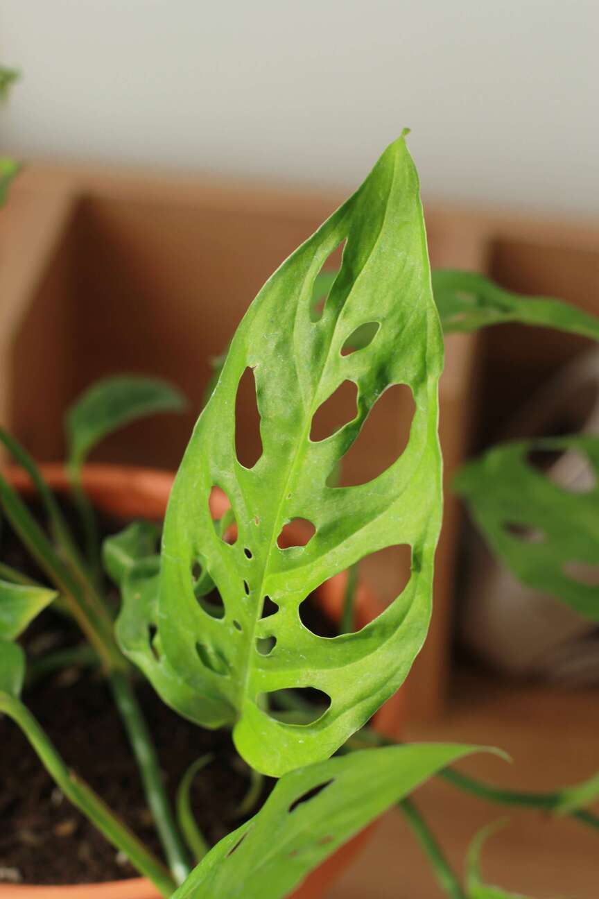 Монстера Адансона