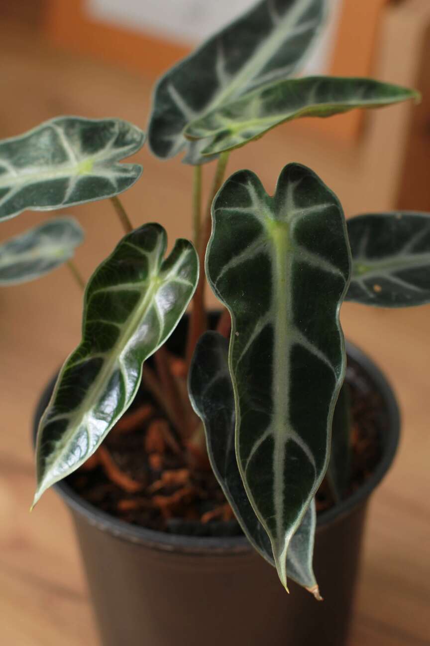 Алоказия Бамбино